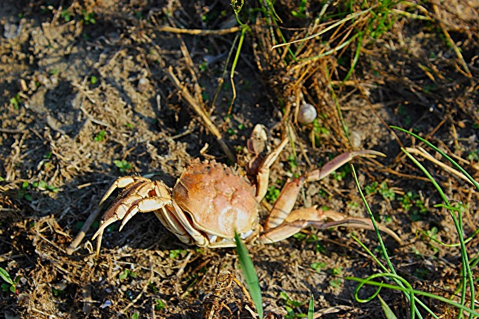 Wollhandkrabbe am Elbufer