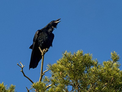 #Musik - I Gotta Right To Sing the Blues