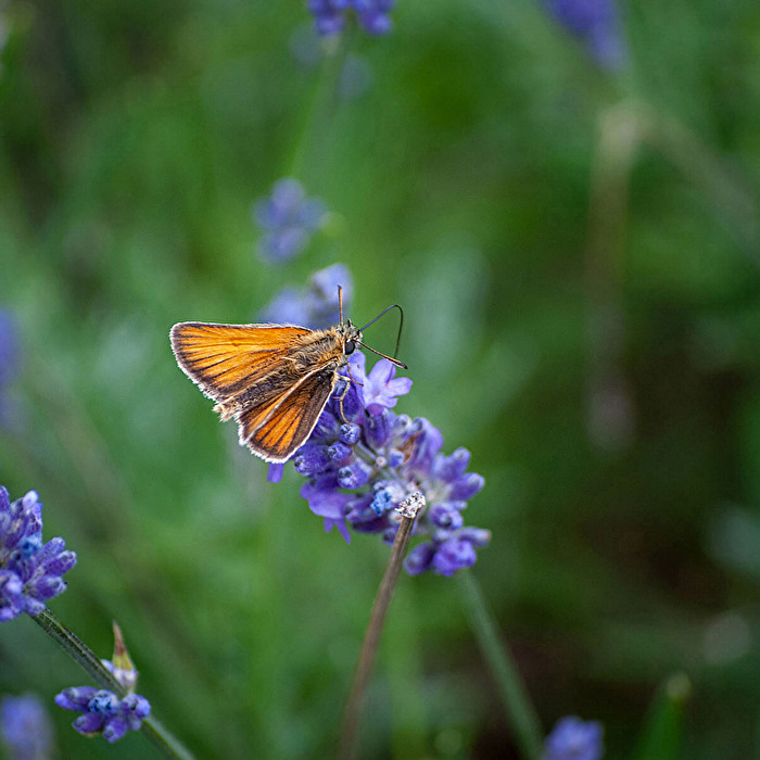 Braun-Dickkopffalter
