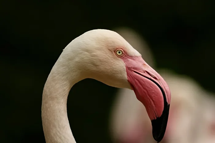 Pelikan