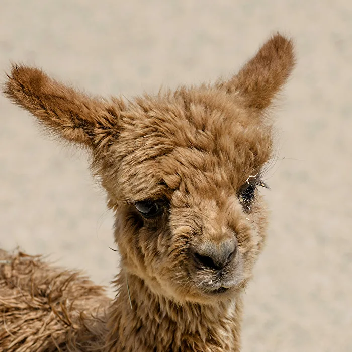 Young alpaca..