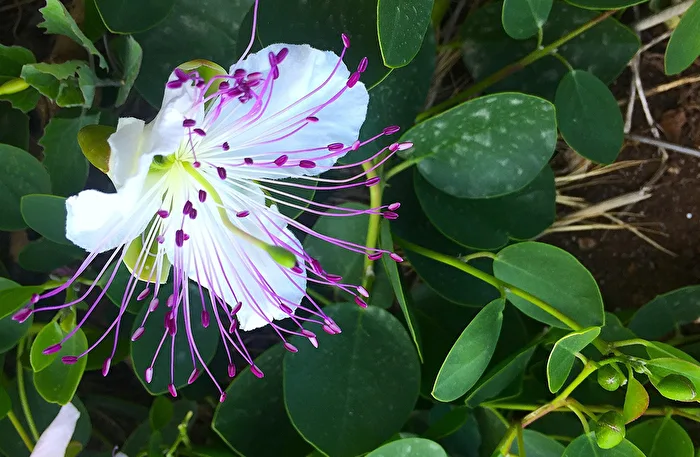 Capers Blossom