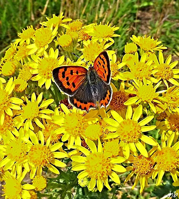 Feuerfalter auf Blüten des Jakobkreuzkraut`s