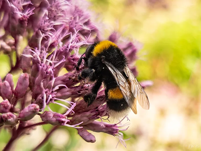 Earth bumblebee (Bombus terrestric)