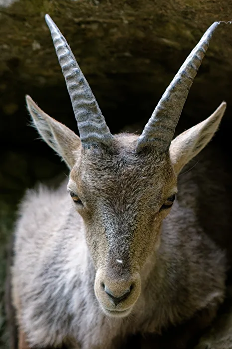 Alpine ibex