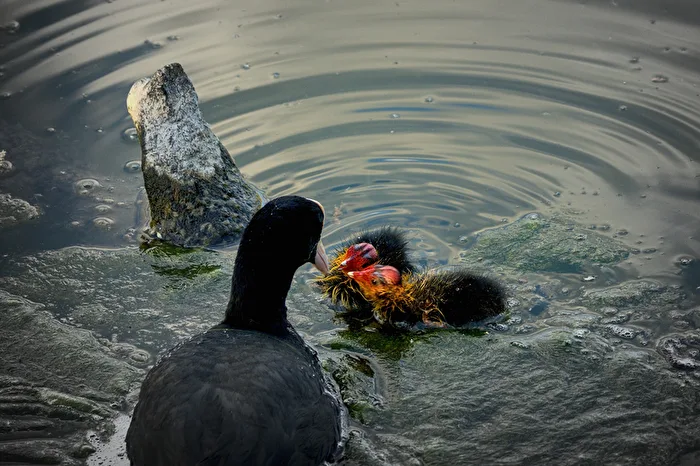 Feeding the punkies