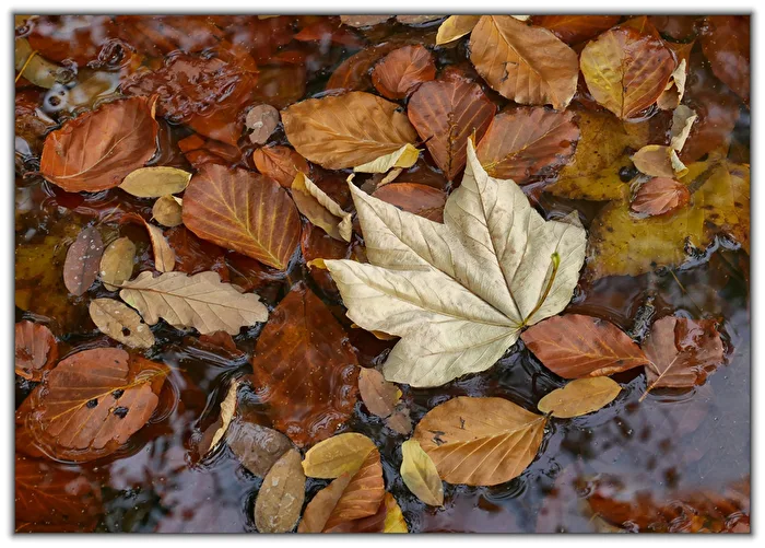 Herbst