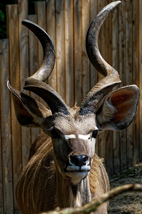 Grosser Kudu
