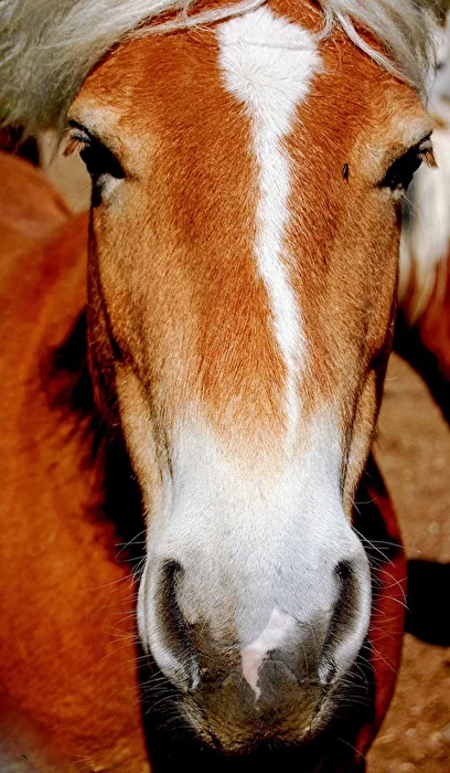 Tiere