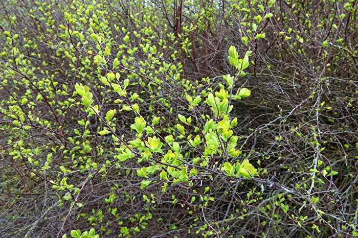 Everything is turning green