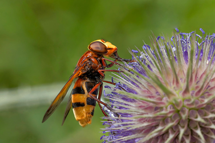 "Hornissenschwebfliege"