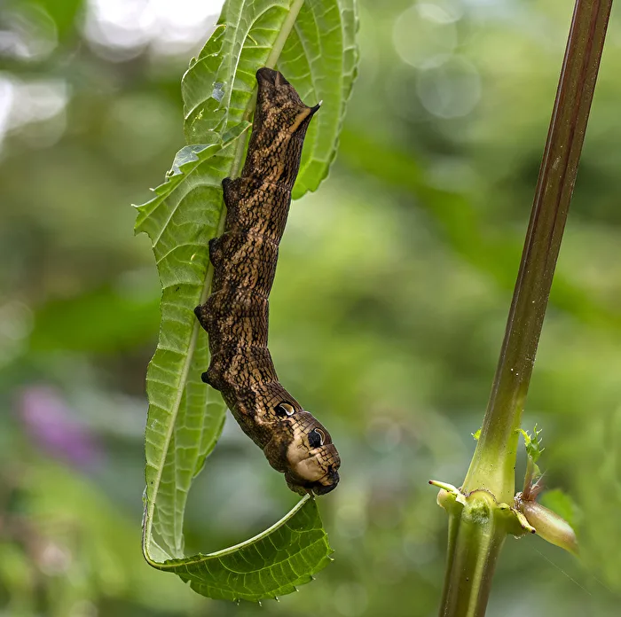 Wine moths..
