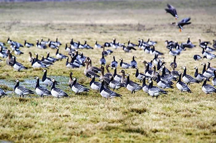 Barnacle Goose