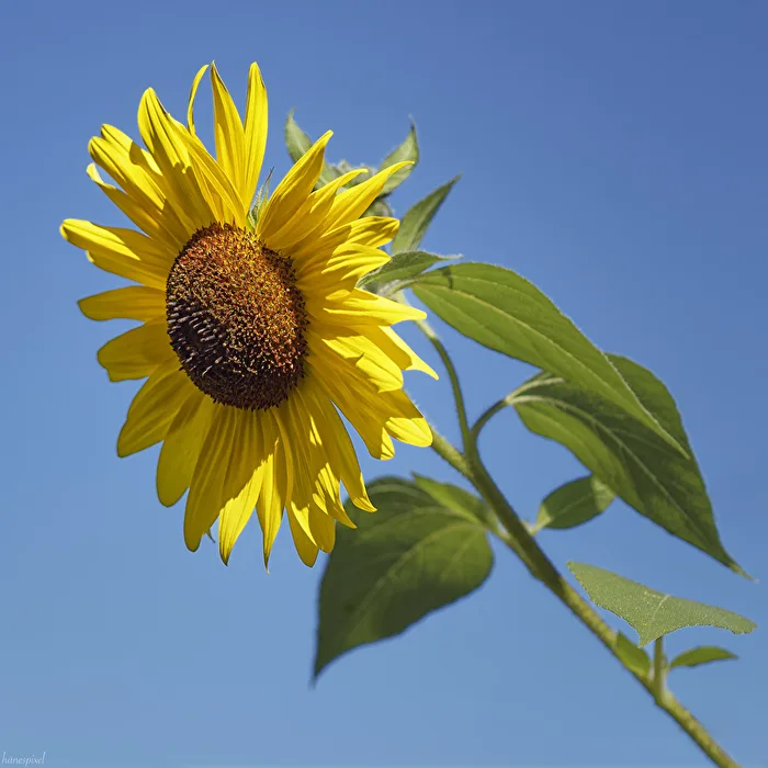 Sonnenblume
