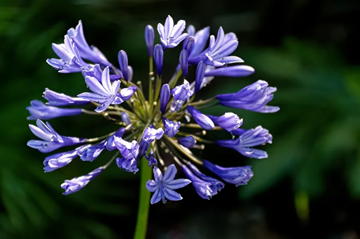 fiori
