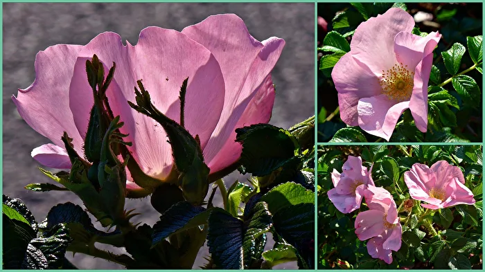 Wild Roses