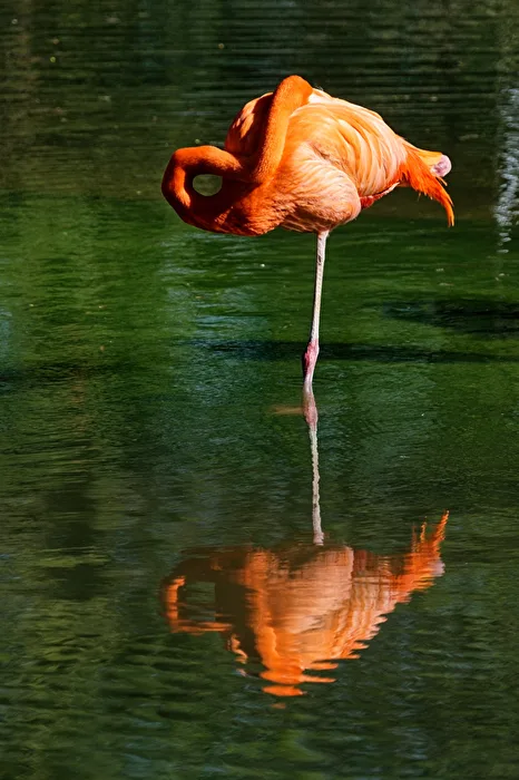 Flamant rose