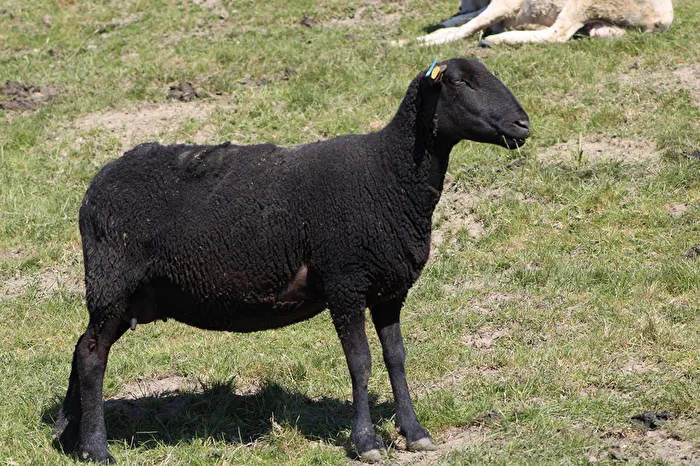 OK, je suis le mouton noir dans la famille, ..