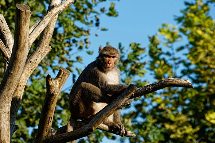 Rhesus Monkey
