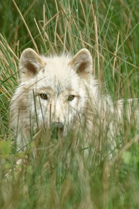 Tundrawolf