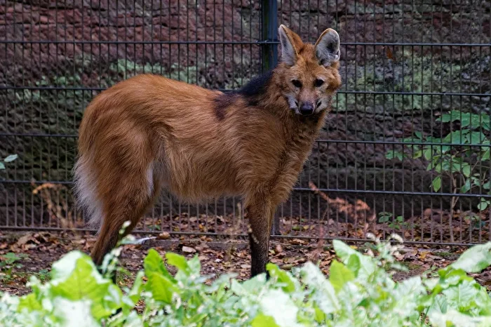 Mähnenwolf