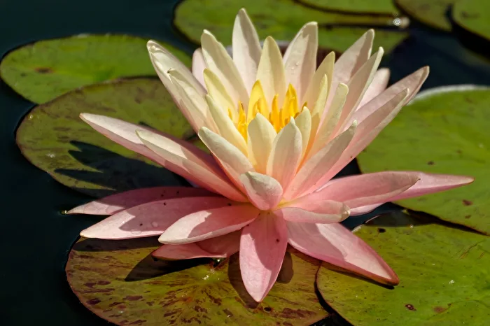 Water lily