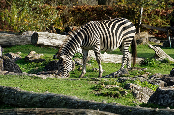 Zebra