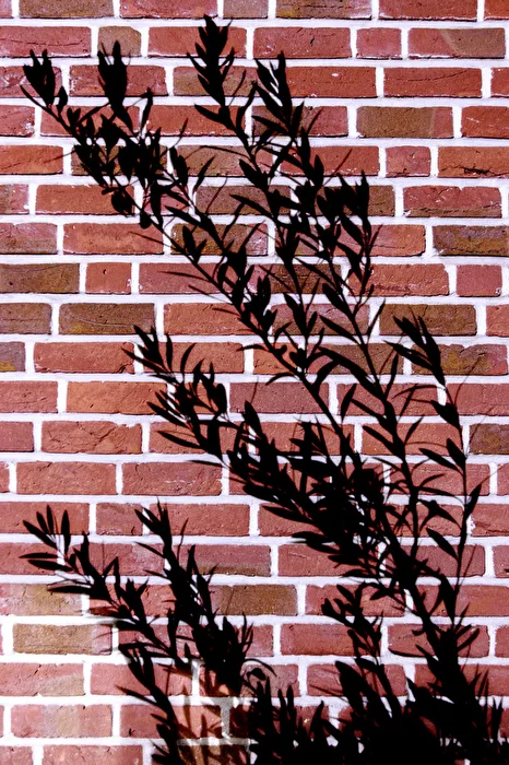 Shadow on the Wall