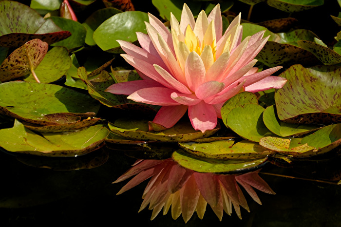 Seerose
