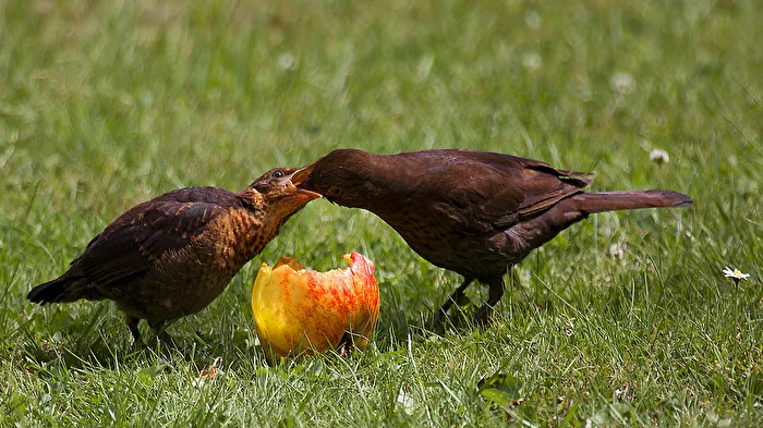 Feeding