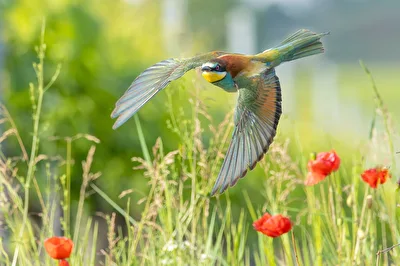 Eingerahmt von Mohn