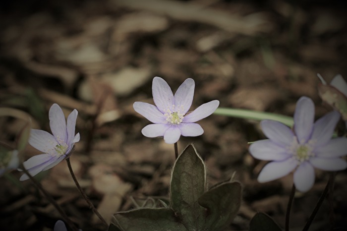 Leberblümchen und Co
