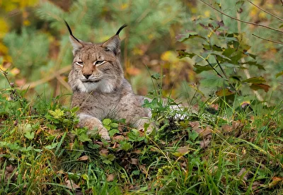 Luchs