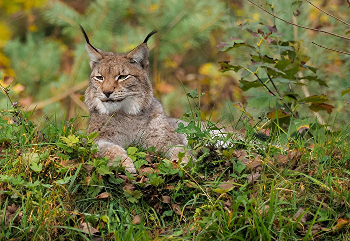Luchs