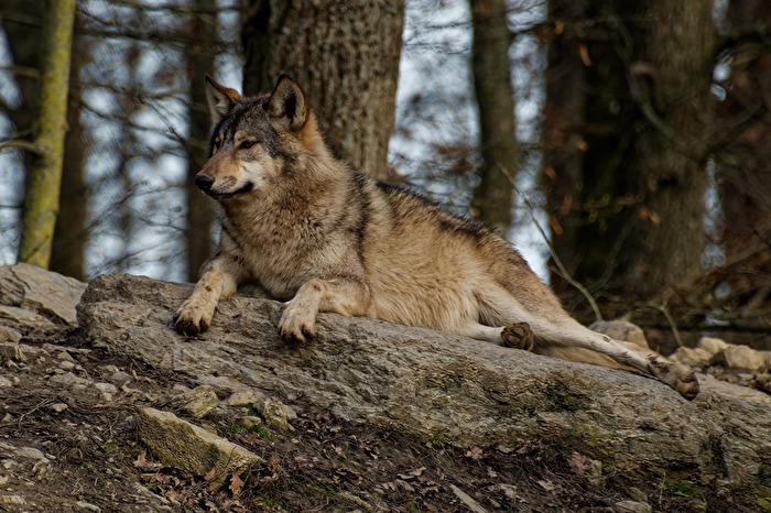 Timberwolf