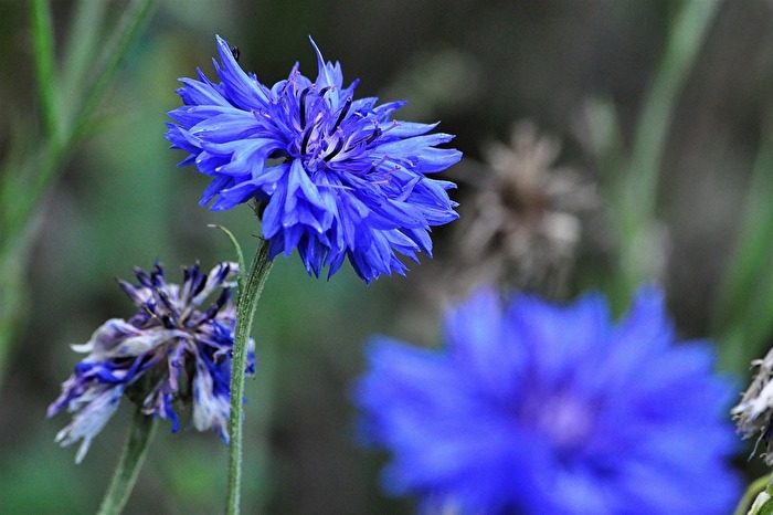 " Stilleben in Blau "