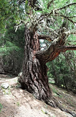 Alt wie ein Baum