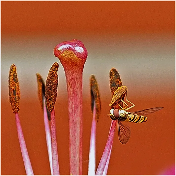 Besucher