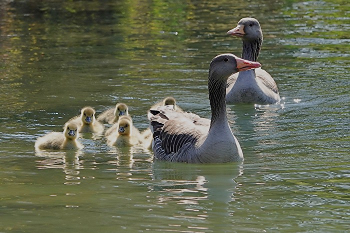 Graugans mit Nachwuchs