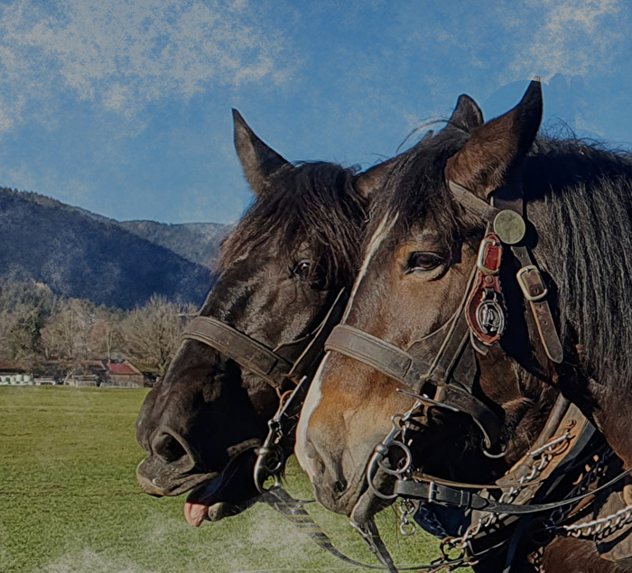 Pferdeportrait, Haflinger