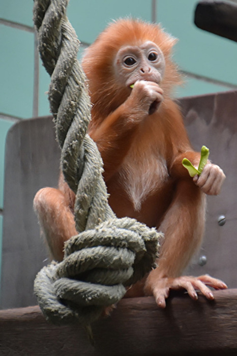 junger Orang Utan