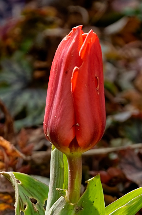 Tulpe
