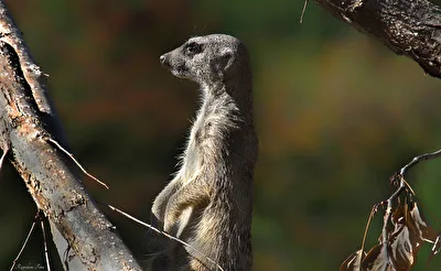 Wachposten im Neuwieder ZOO