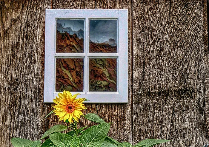 einsame Sonnenblume