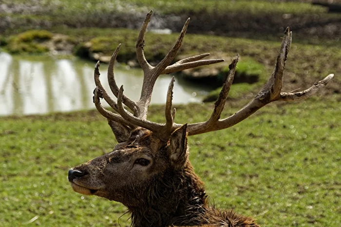 Red Deer