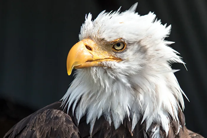 Weißkopfseeadler