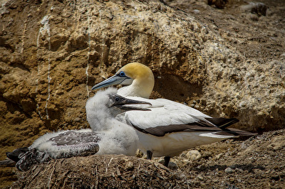 Basstölpel alt und jung