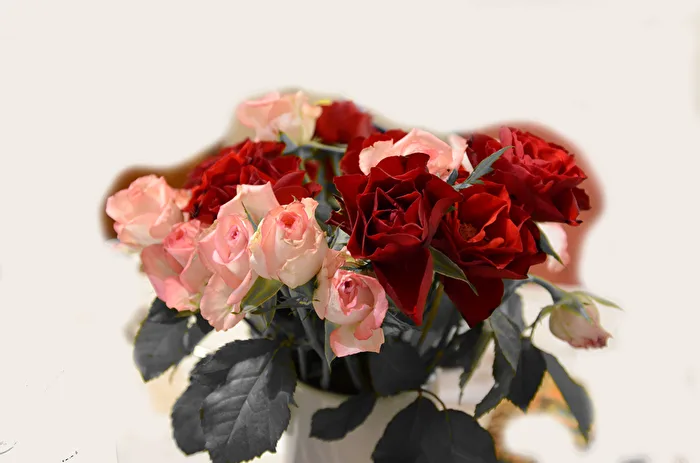 Roses