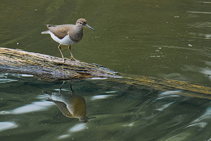 Flussuferläufer mit Spiegelung