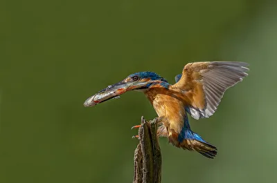 Landeanflug